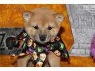 Shiba Inu Puppy for sale in Sandusky, OH, USA