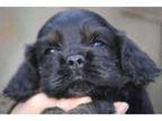 Cocker Spaniel Puppy for sale in Sutherlin, OR, USA