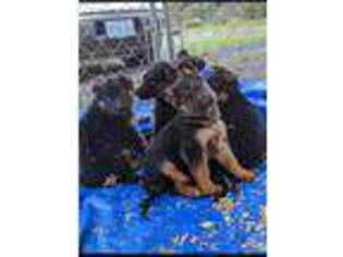 German Shepherd Dog Puppy for sale in Oregon City, OR, USA