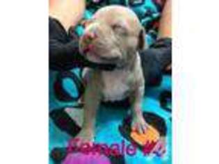 American Pit Bull Terrier Puppy for sale in ELIZABETH, NJ, USA