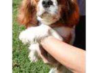 Cavalier King Charles Spaniel Puppy for sale in Colcord, OK, USA