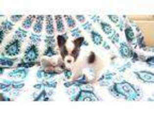 Papillon Puppy for sale in Murray, KY, USA