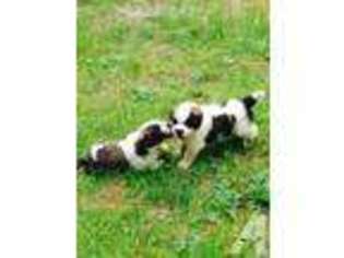 Saint Bernard Puppy for sale in STERLING, CT, USA