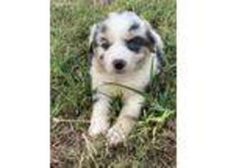 Miniature Australian Shepherd Puppy for sale in Poteau, OK, USA