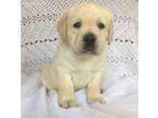 Labrador Retriever Puppy for sale in Manchester, MD, USA