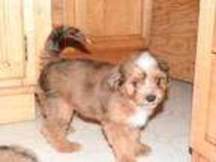 Mutt Puppy for sale in Orient, WA, USA