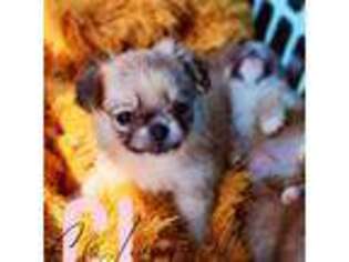 Chihuahua Puppy for sale in Red Rock, AZ, USA