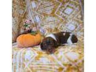 Dachshund Puppy for sale in Carmel, NY, USA