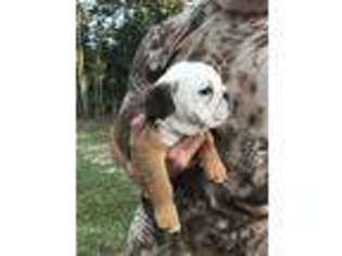 Bulldog Puppy for sale in Bonneau, SC, USA
