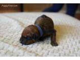 Rhodesian Ridgeback Puppy for sale in Atlanta, GA, USA