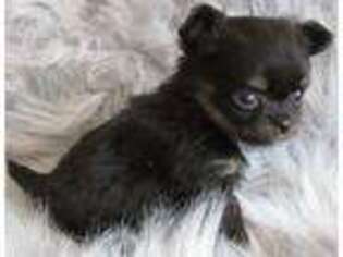 Chihuahua Puppy for sale in Jackson, MI, USA