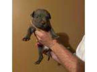 Buggs Puppy for sale in Seaford, DE, USA