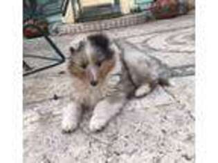 Shetland Sheepdog Puppy for sale in Ferris, TX, USA