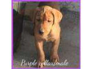 Labrador Retriever Puppy for sale in Fenwick, MI, USA