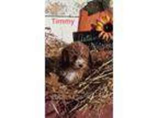 Cavapoo Puppy for sale in Boyd, WI, USA