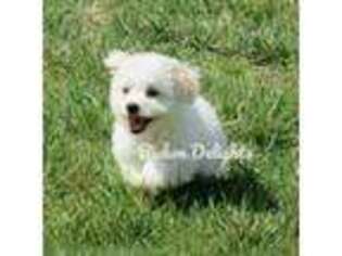 Bichon Frise Puppy for sale in Wayside, WV, USA