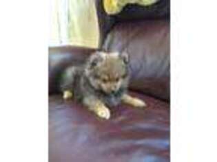 Pomeranian Puppy for sale in Pine Grove, PA, USA