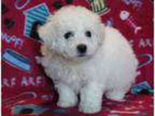 Bichon Frise Puppy for sale in Canton, SD, USA