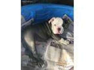Bulldog Puppy for sale in Culpeper, VA, USA