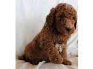 Mutt Puppy for sale in Hillsboro, WI, USA