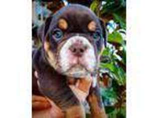 Olde English Bulldogge Puppy for sale in Dallas, TX, USA