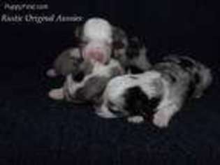 Miniature Australian Shepherd Puppy for sale in Akeley, MN, USA