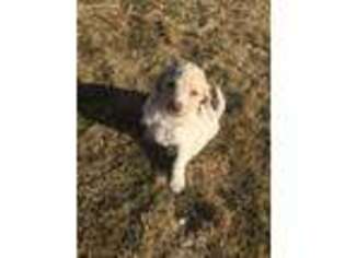 Goldendoodle Puppy for sale in Unity, OR, USA