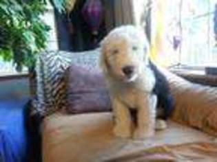 Old English Sheepdog Puppy for sale in Halifax, PA, USA
