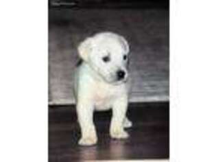 Goldendoodle Puppy for sale in Lake, MS, USA