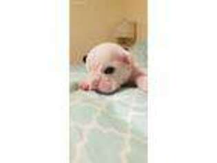 Bulldog Puppy for sale in Labelle, FL, USA