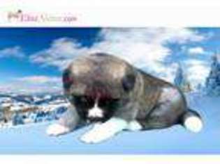 Akita Puppy for sale in Ontario, CA, USA
