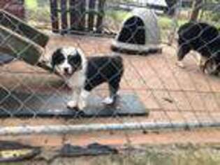 Australian Shepherd Puppy for sale in Mccomb, MS, USA