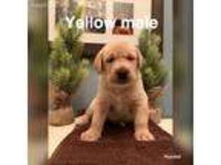 Labrador Retriever Puppy for sale in Middleburg, FL, USA