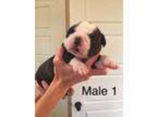 American Bulldog Puppy for sale in Bonham, TX, USA