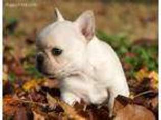French Bulldog Puppy for sale in Oneonta, AL, USA