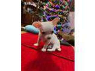 Chihuahua Puppy for sale in Moyock, NC, USA