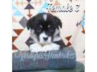 Pembroke Welsh Corgi Puppy for sale in Inola, OK, USA