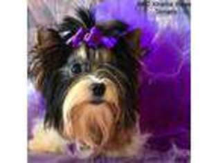 Biewer Terrier Puppy for sale in Jonestown, PA, USA