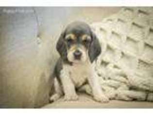 Beagle Puppy for sale in Lewis Run, PA, USA