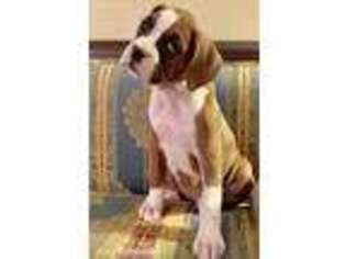 Boxer Puppy for sale in Henderson, KY, USA