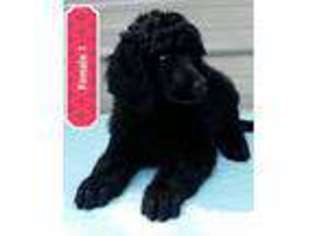 Mutt Puppy for sale in Mulberry Grove, IL, USA