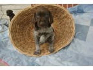 German Shorthaired Pointer Puppy for sale in Richland, PA, USA