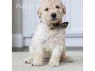 Goldendoodle Puppy for sale in Mansfield, TX, USA