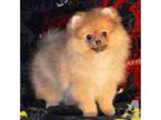 Pomeranian Puppy for sale in PORTLAND, OR, USA