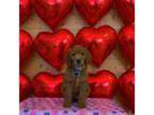 Goldendoodle Puppy for sale in Red Oak, TX, USA