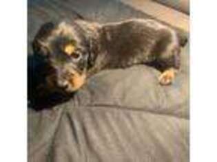 Dachshund Puppy for sale in National City, CA, USA