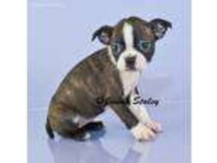 Boston Terrier Puppy for sale in East Sparta, OH, USA