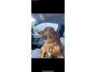 Golden Retriever Puppy for sale in Reedley, CA, USA