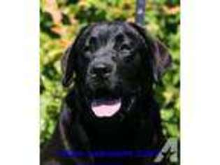 Labrador Retriever Puppy for sale in NEW LONDON, OH, USA