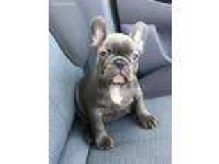 French Bulldog Puppy for sale in Norwood, MA, USA